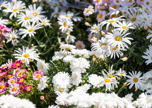 Top five tips for spring gardening
